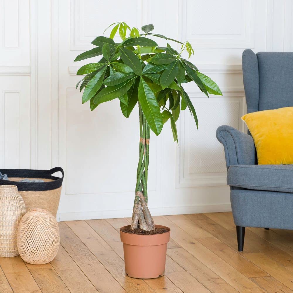 Plante verte - Plante d'intérieur - Pachira Aquatica - 100 CM - sans cache pot - Plante vivante et naturelles - Plante à Offrir - Déco maison - Cadeau Anniversaire