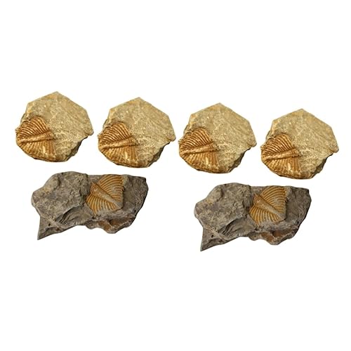 ULTECHNOVO 6 pcs Trilobite Fossil mariposas decorativas para pared Water Table Toys Decor Fossils Ornament Specimen Trilobite Tail Rocks Fossil kit