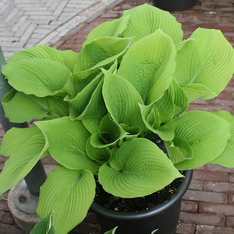Mixed Hosta Value Bag - 6 Jumbo Bareroot Plants - Perennializing & Grows Great in Part or Full Shade - Easy to Grow Live Plants - Outdoor Garden