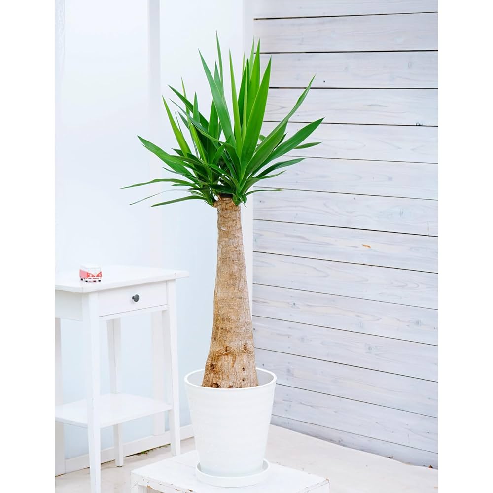 R*A様 ユッカ エレファンティペス 斑入り バリエガータ 約1.5m 白ポット R*A様 ユッカ エレファンティペス 斑入り バリエガータ 約1.5m