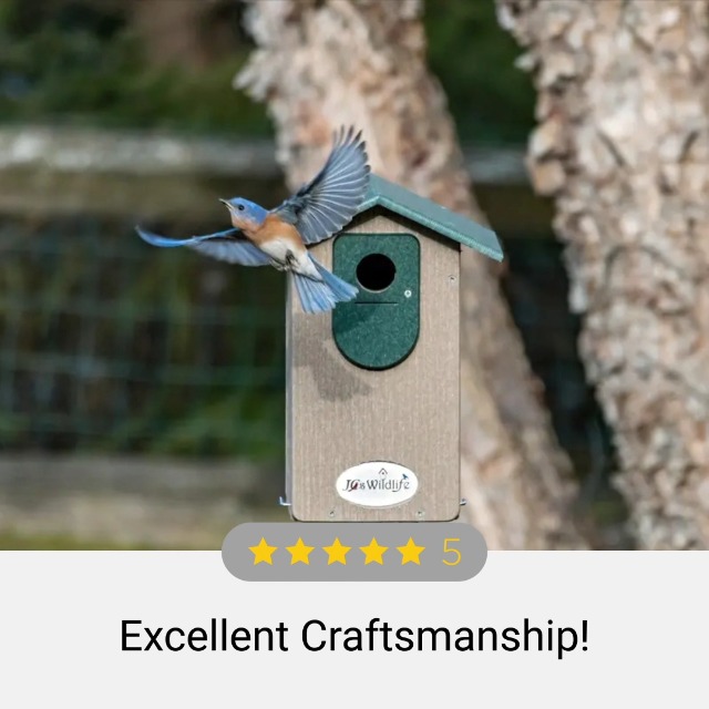 Amazon.com: JCs Wildlife Ultimate Eastern and Western Bluebird