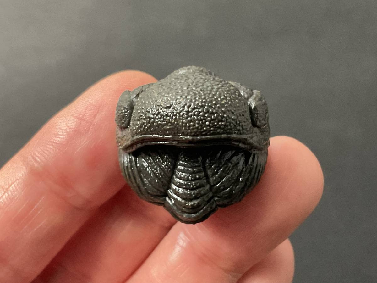 防御態勢の三葉虫 [PH75] ファコプス 化石 三葉虫（Phacops）｜化石販売・鉱物販売の東京サイエンス