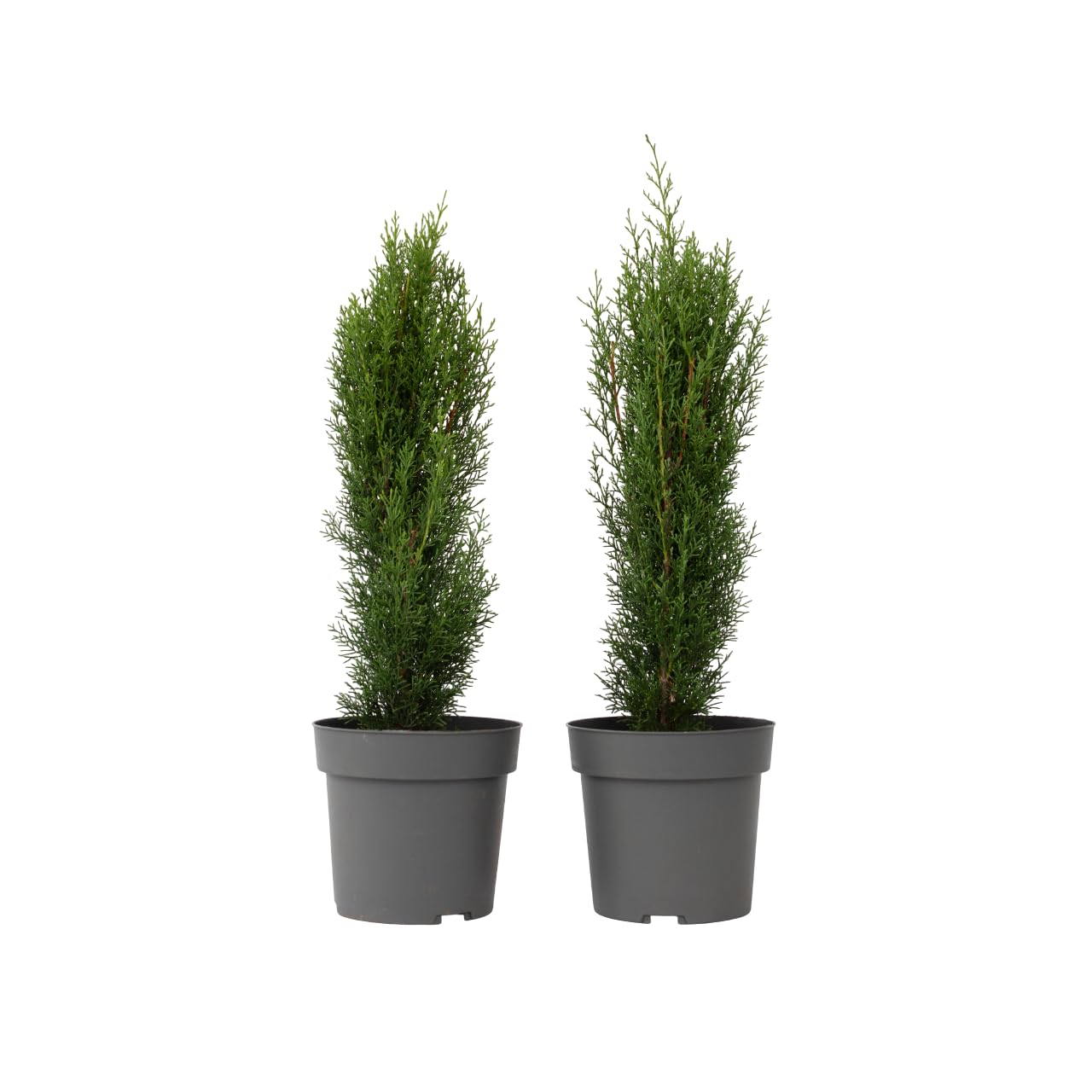 Plant in a Box - Toskanische Zypresse 'Totem' - 2er Set - Cupressus sempervirens - Toskana Säulen Mittelmeerzypresse - Winterhart - Topf 19cm - Höhe 60-80cm