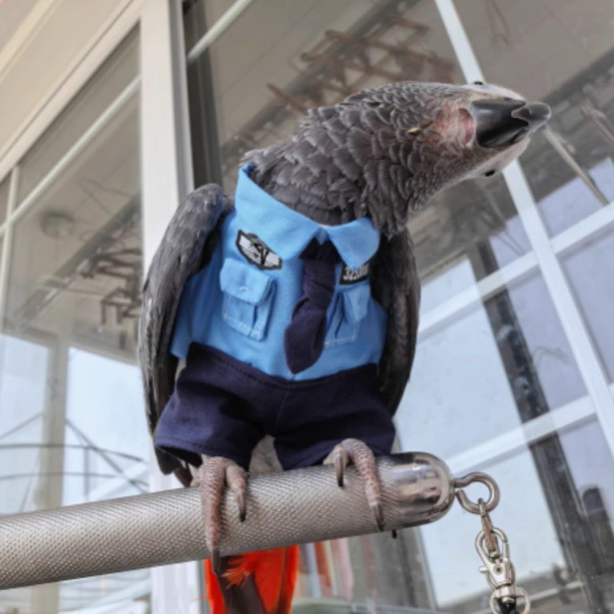 Cute Bird Clothes Cool Christmas Party Birthday Costume for Halloween Pet Birds Clothes Parrot Cosplay Outfit for Lovebird Macaw Conure Cockatoo African Grey (Macaw)