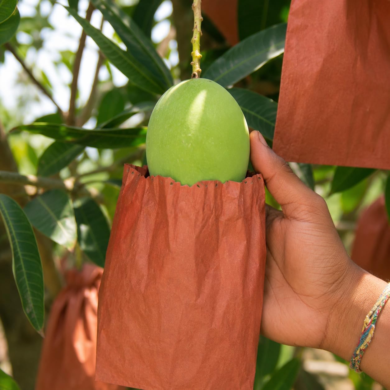 Go Garden Mango Protection & Growth Cover Bags 18x28 cm | Reusable Fruit Protection Bags for Mango, Guava & Papaya | Protects from Insects, Birds & Fruit Flies | Garden Growing Cover Pack of 50PCS-picture-20