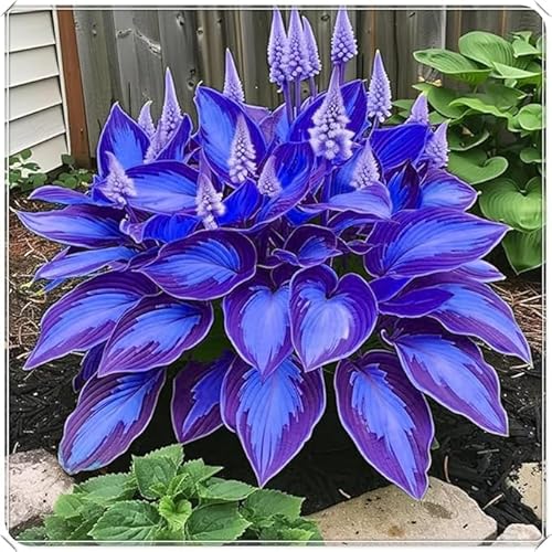 Hosta-Ecologización/Ideal para decorar tu jardín/Embellece el entorno-A-4 Rizoma