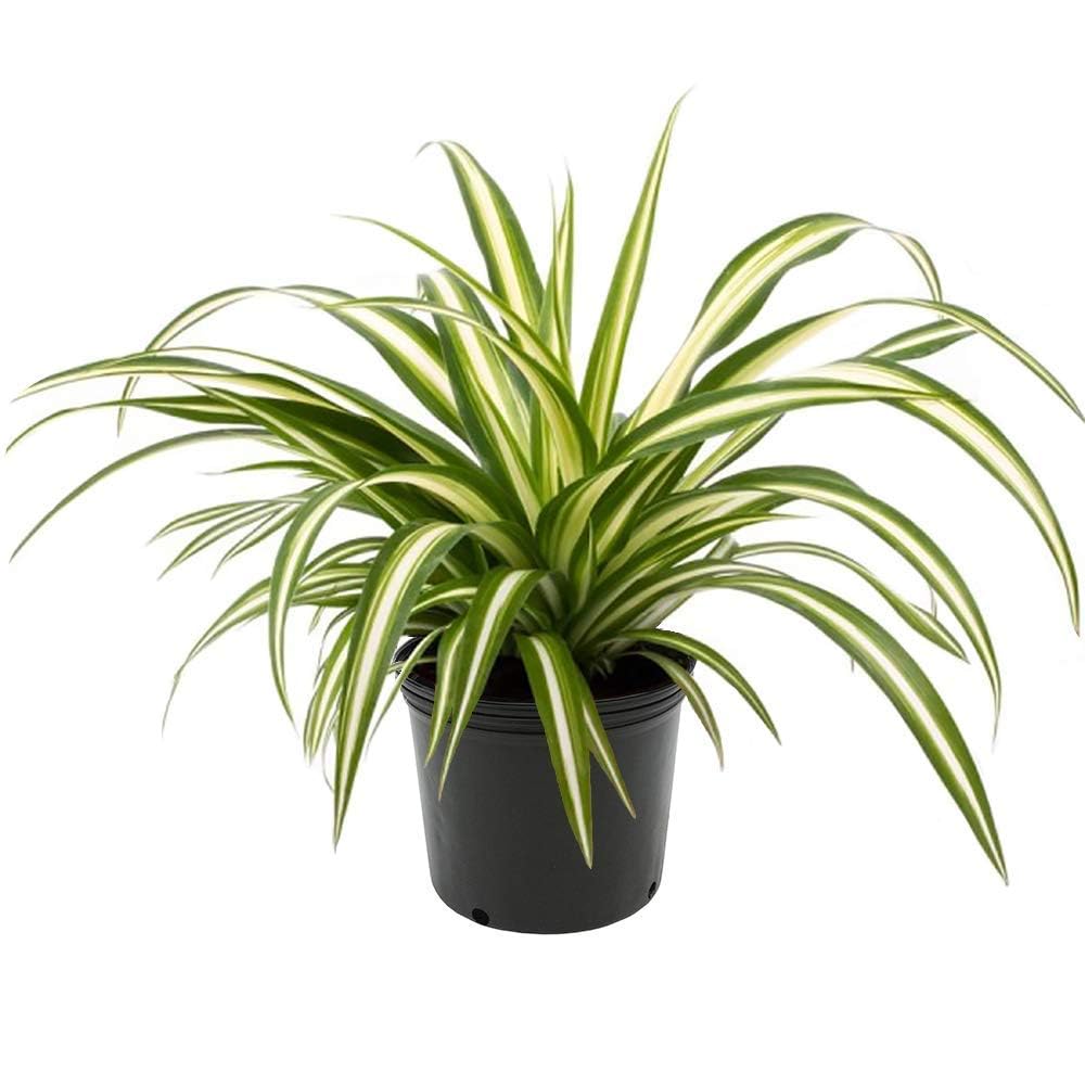 NDS Golden Pandanus Air Purifier Live Plant for Home,Office,Terrace,Balcony Indoor & Outdoor Plant with Plastic Pot