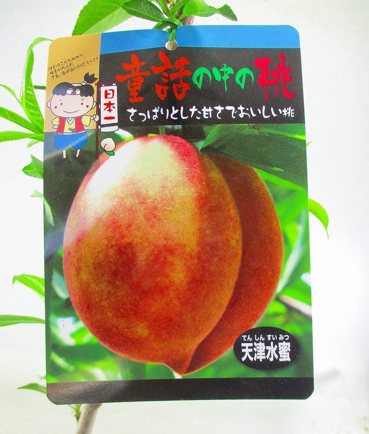 Amazon.co.jp: 果樹桃の苗木 天津水密 4号ポット 全高：約65～70