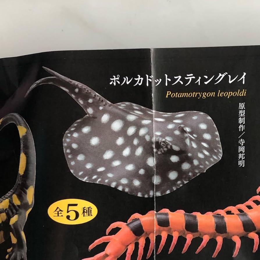 ポルカドットスティングレイ 極彩　非売品 2025年最新】ポルカドットスティングレイ 極彩の人気アイテム