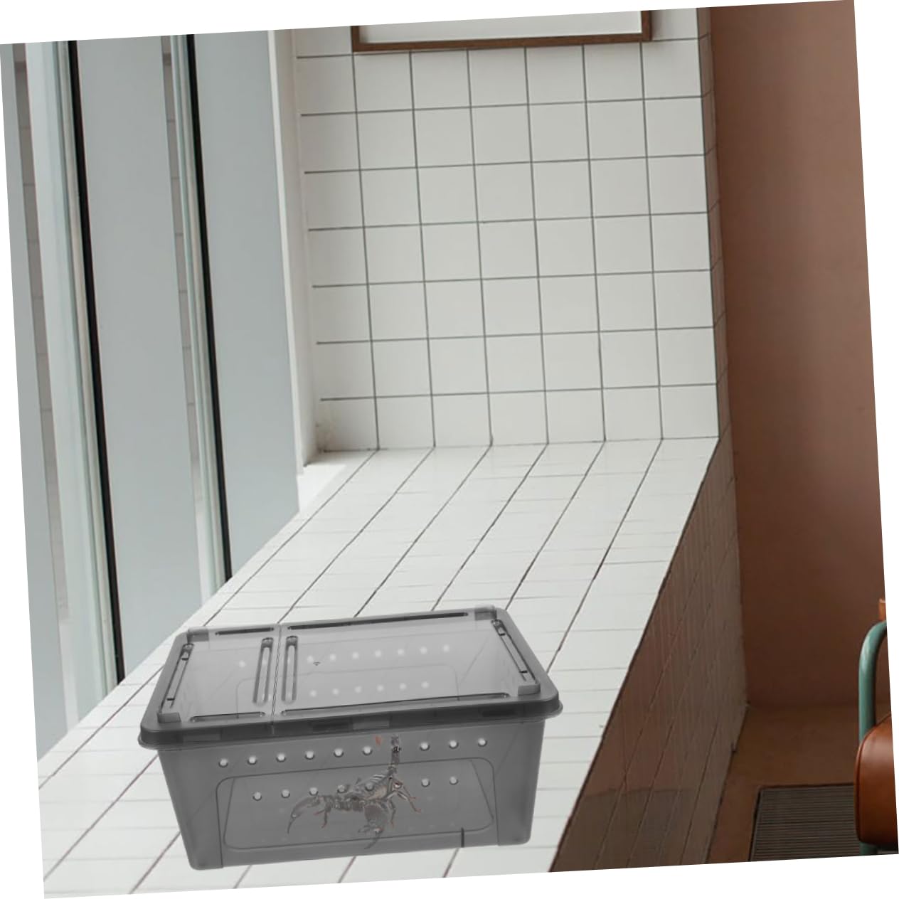 COLLBATH 6pezzi per Rettili per Allevamento Reptile per Gechi e Insetti Design e Facile e Osservare