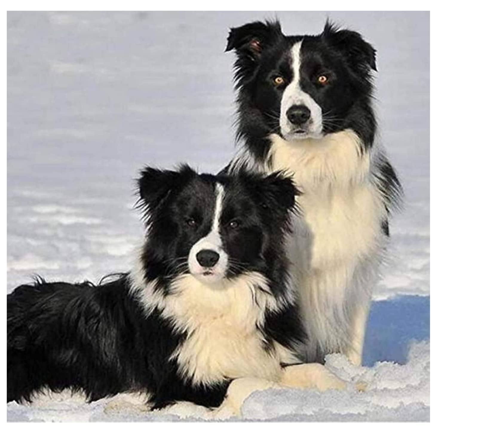 Nprzm H273 Cross Stitch Kits For Adults,Border Collie In The Snow,Printed Kits For Beginners,Stamped Kit For Wall Art Home Decoration 50X60cm