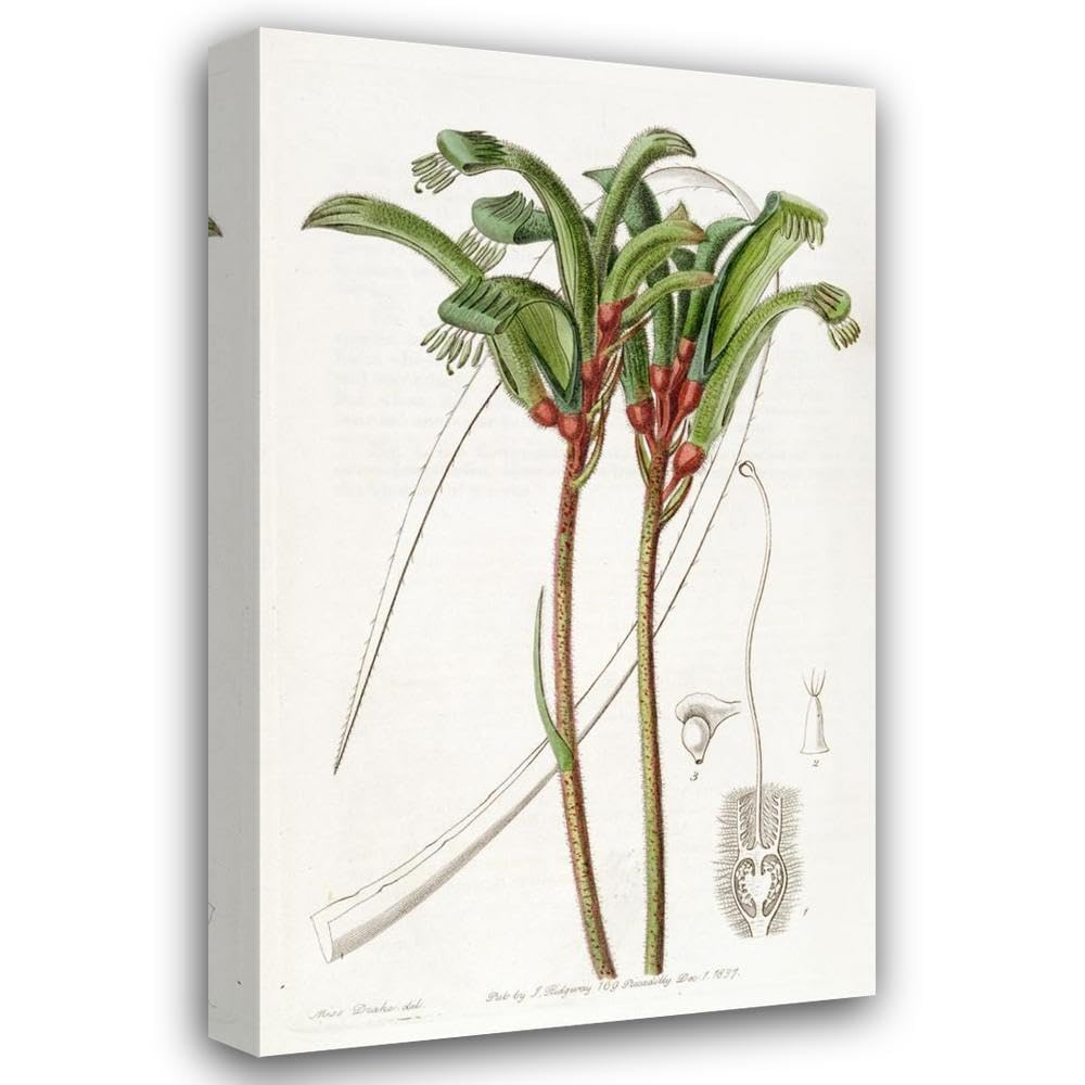 Sydenham Edwards 29x48 Huge Gallery Wrapped Canvas Museum Art Print |  Desertcart Seychelles, image size:1000x1000