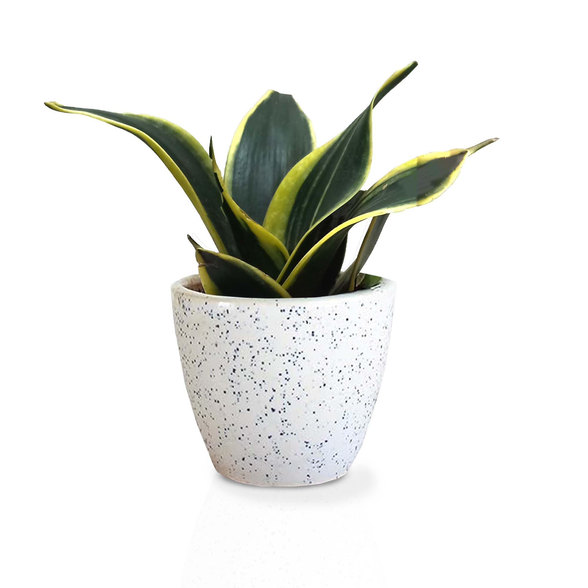 Foresticious Sansevieria Golden Hahnii Snake Live Indoor Plant With Ceramic Pot | For Living Room, Workspace, Bedroom (B0CT3L8LC2) Amazon Price History, Amazon Price Tracker