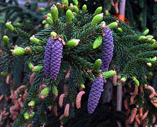 Oriental Spruce Gowdy - Extremely Prolific Pink Fruits on a Dwarf Selection 2 - Year Live Plant