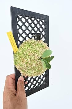 Amazon.co.jp: P.willinckii 'Dwarf Tatsuta' @bikamori.com