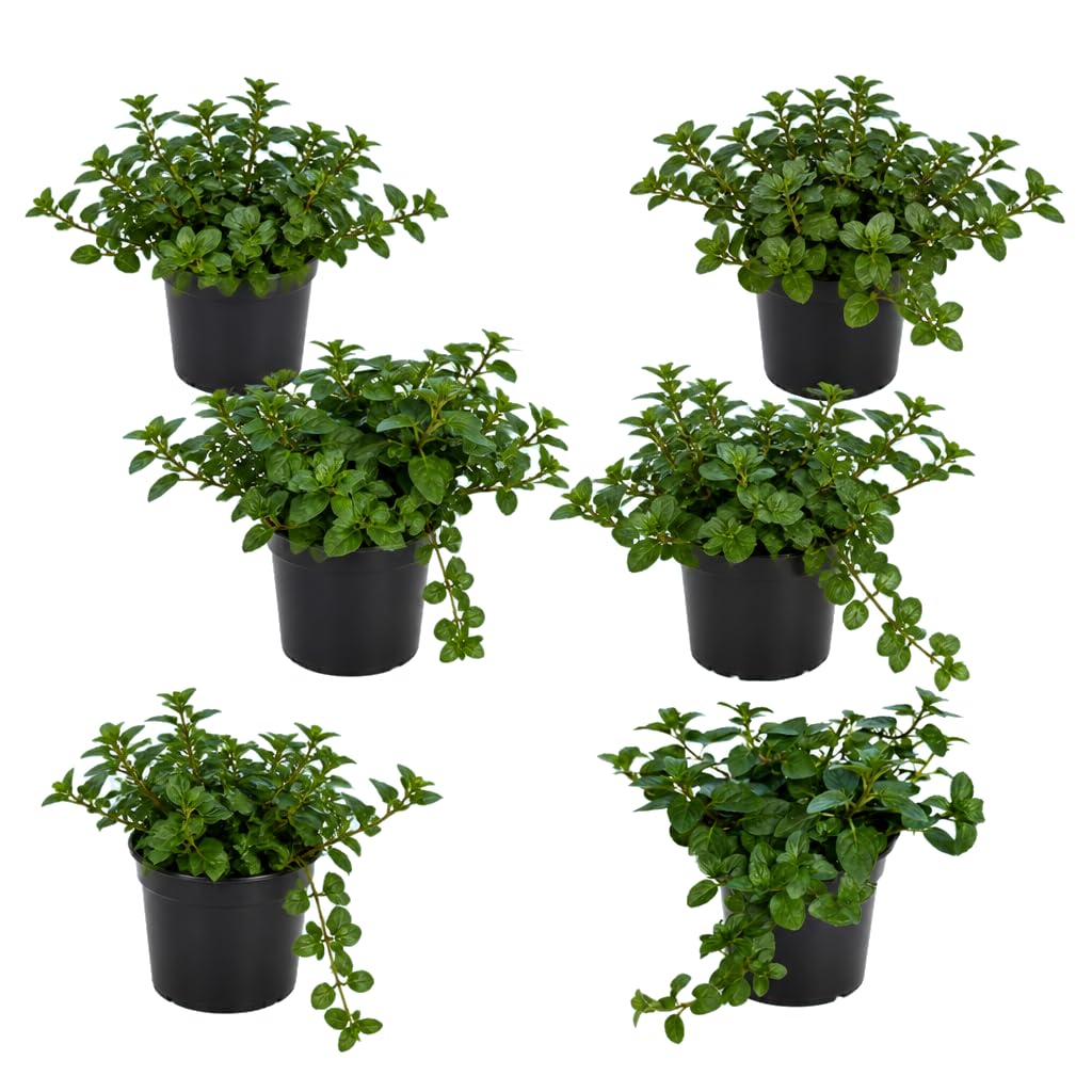 Pack Séxtuple Mentha Piperita Menta Piperita | DECOALIVE | 25-30 cm de Altura | para Cultivar en Casa