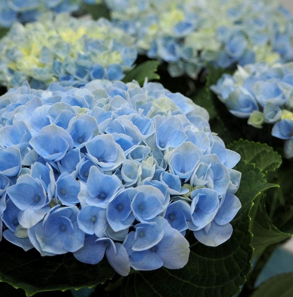 ショップ ポストカード お花 カモミール ボリジ ブルー系 Pin Fw229 Shipsctc Org