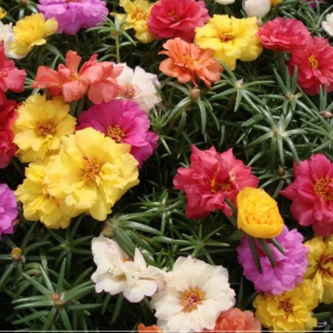 Seedbasket Portulaca Double Mix Summer Flower (400 Seeds) – Vibrant Drought-Tolerant Flowers for Containers, Hanging Baskets, and Garden Borders, Summer Blooms