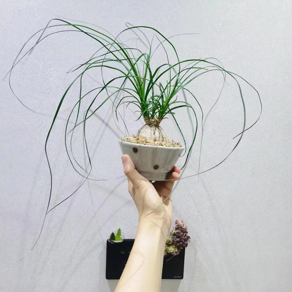 30 pcs elefantenfu pflanze samen, bodendecker winterhart mehrjhrig  (Beaucarnea recurvata) bonsai samen zimmerpflanzen wenig lichtbedarf  exotische pflanzen winterhart exotische zimmerpflanzen : Amazon.de: Garten