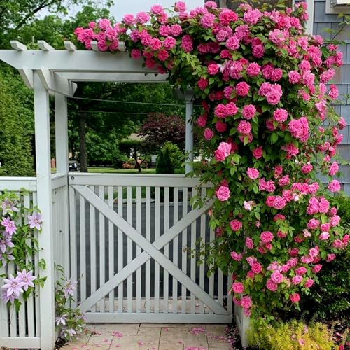 Carbeth Plants Pink Climbing Rose in 3L Pot - Summer Flowering