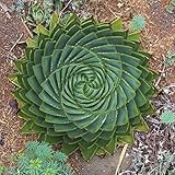 cactus espiral cuidados Como se muestra en la imagen ScoutSeed 300 Unids Espiral Aloe Semillas Polyphylla Rotación Cactus Suculenta Jardín Parque Planta