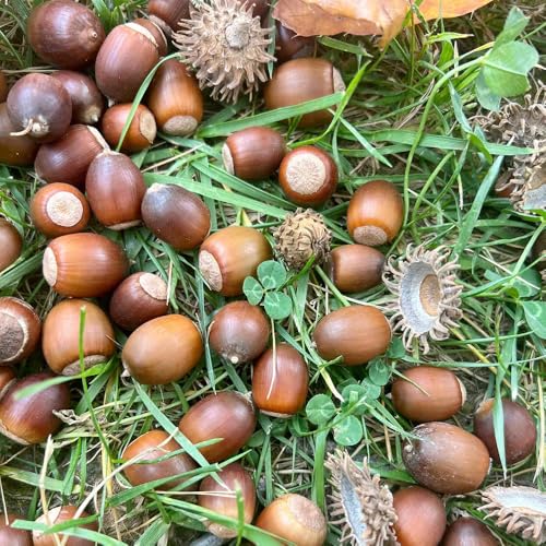È facile aggiungere colore e sapore al tuo giardino, e sarai felice di decidere di averli.