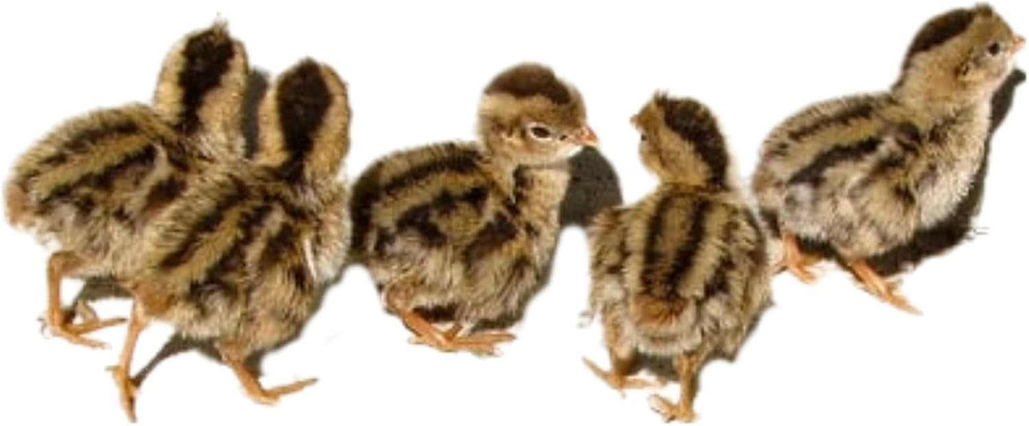 Coturnix quail fertile hatching eggs + extras