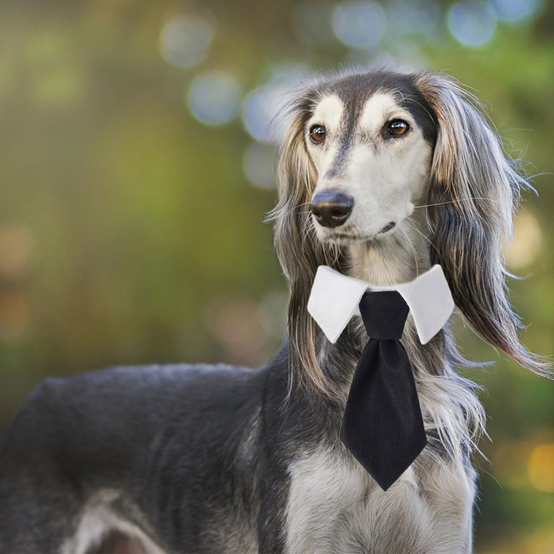 Cravatta E Papillon Per Animali Domestici - Collare Elegante Per Cani E Gatti, 2 Pezzi - Foto 9