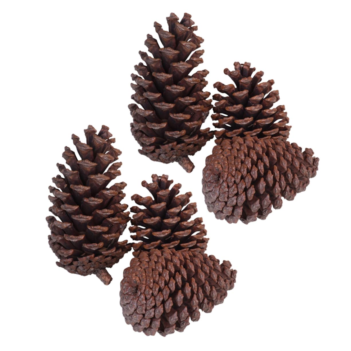 IMIKEYA Getrocknete Kiefernzapfen Tannenzapfen aus Naturholz 6 Stück Braun für Weihnachtliche Indoor und Selbstgemacht Bastelprojekte
