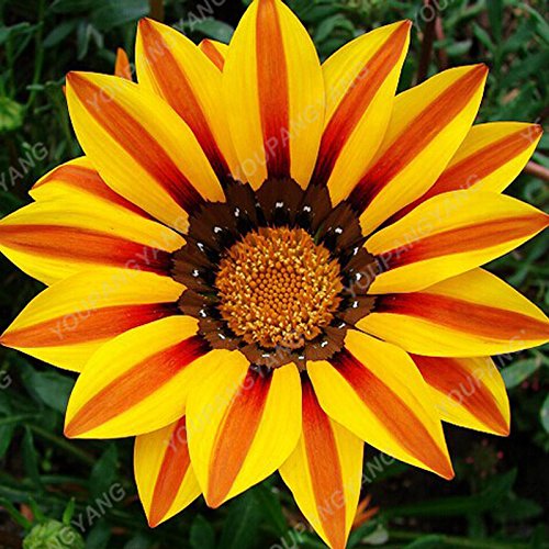 100pcs Seltene Gerbera Samen Bonsai Topfpflanze Blumensamen Familiengarten  Mischfarben Perennial Chrysanthemum leicht zu zchten 23 : Seeds Only :  Amazon.de: Garten
