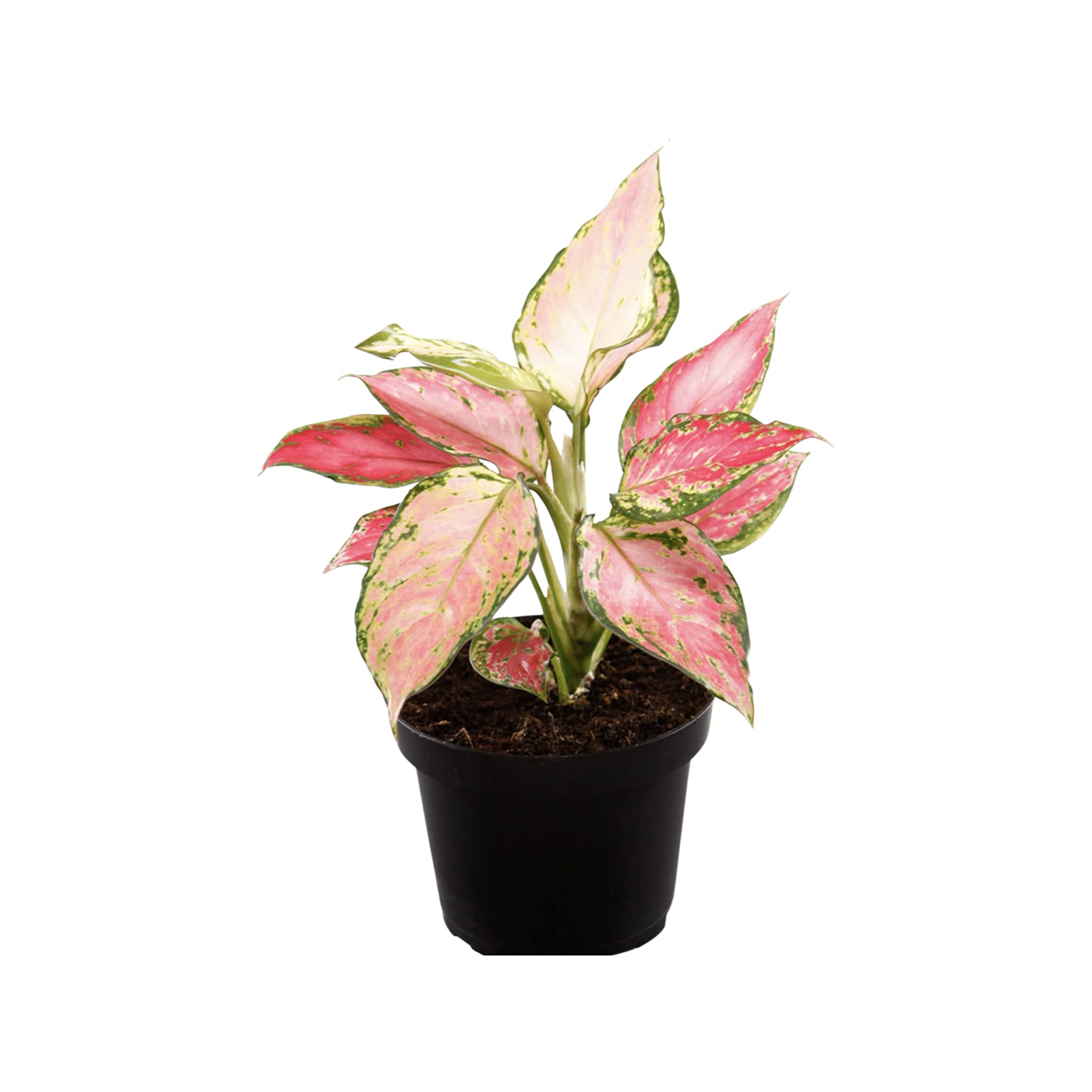 Chinese Evergreen Plant - Aglaonema Pink, Easy Care Low Light Houseplant In 6cm Pot, Air Purifying