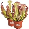 Schlauchpflanze Juthatip Soper 2er Set - Winterharte Fleischfressende Pflanze