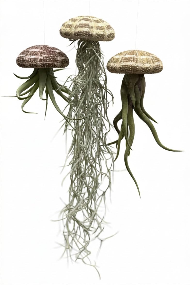 Trendyairplants - Lot de 3 Plantes Aériennes Réelles Tillandsia avec Coquilles d'Oursin Alfonso - Décoration Naturelle Intérieure - Purificateur d'Air - Facile d'Entretien - Cadeau Original