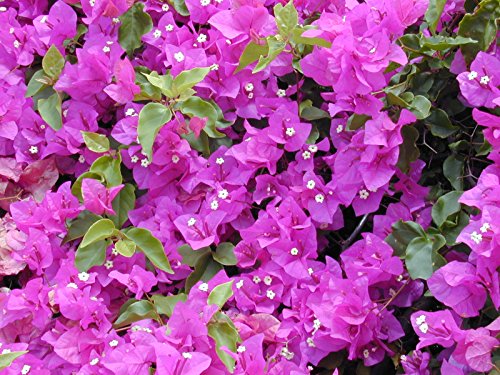 BLOOM & GROW Rare Purple Bougainvillea Live Plant