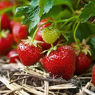 Red Sweet Strawberry Seeds Non-GMO Heirloom Fruit Garden Home for Planting (5000+)