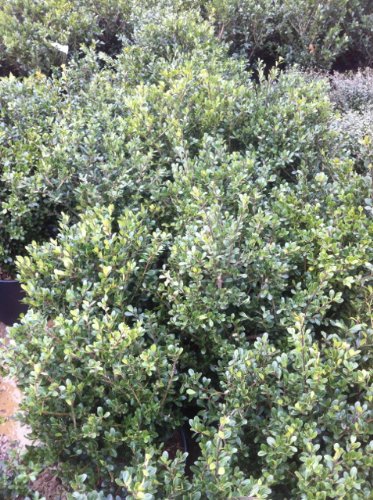Gardens Oy Vey Ilex crenata Compacta Holly