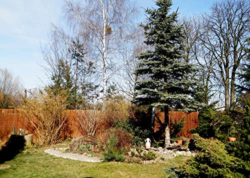 Dynamic24 Weidematte Sichtschutzmatte Garten Sichtschutz Weide Matte Natur Zaun Weidenzaun (90cm, 500cm)