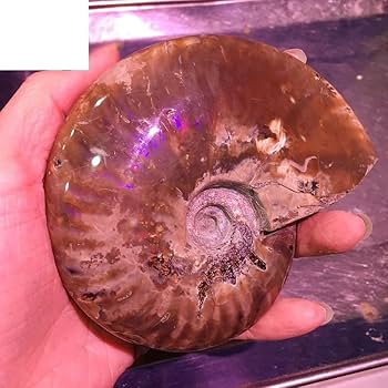 雷光鳴　黄鉄鉱化アンモナイト 化石 紫色の真珠層付き 雷光鳴様専用 黄鉄鉱化アンモナイト 化石 紫色の真珠層付き