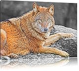 fiers loup noir sur la pierre / le format Deluxe blanc: 60x40 cm sur toile, énorme XXL Photos complètement encadrée avec civière, art impression sur murale avec cadre, moins cher que la peinture ou la peinture à l'huile, aucune affiche ou un poster