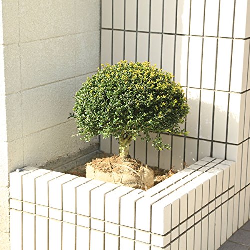 観音寺市 植木 庭木 自然の形 横長の木 盆栽風 門かぶり風 キンメツゲ？ 高さ１．２ｍ Amazon | 庭木：キンメツゲ（玉作り）特大株！佐川急便発送 | 植木