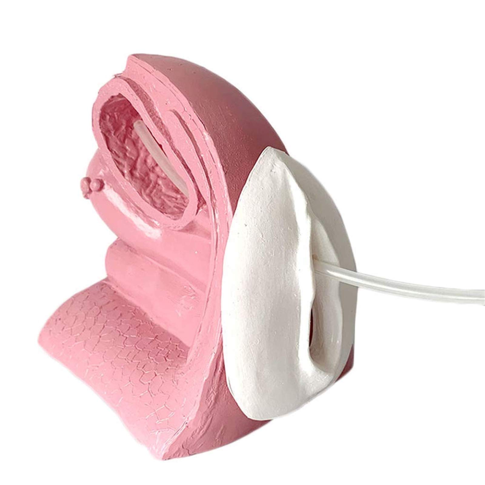 Buy QIQIZHANG Anatomy Model, Female Internal and External