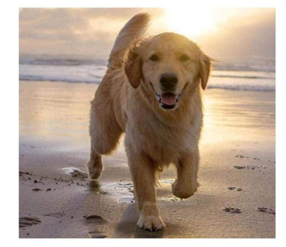 ERUZO 5D Diamond Painting Cross Stitch Golden Retriever Diamond Art Crafts for Home Wall Decoration40x50cm