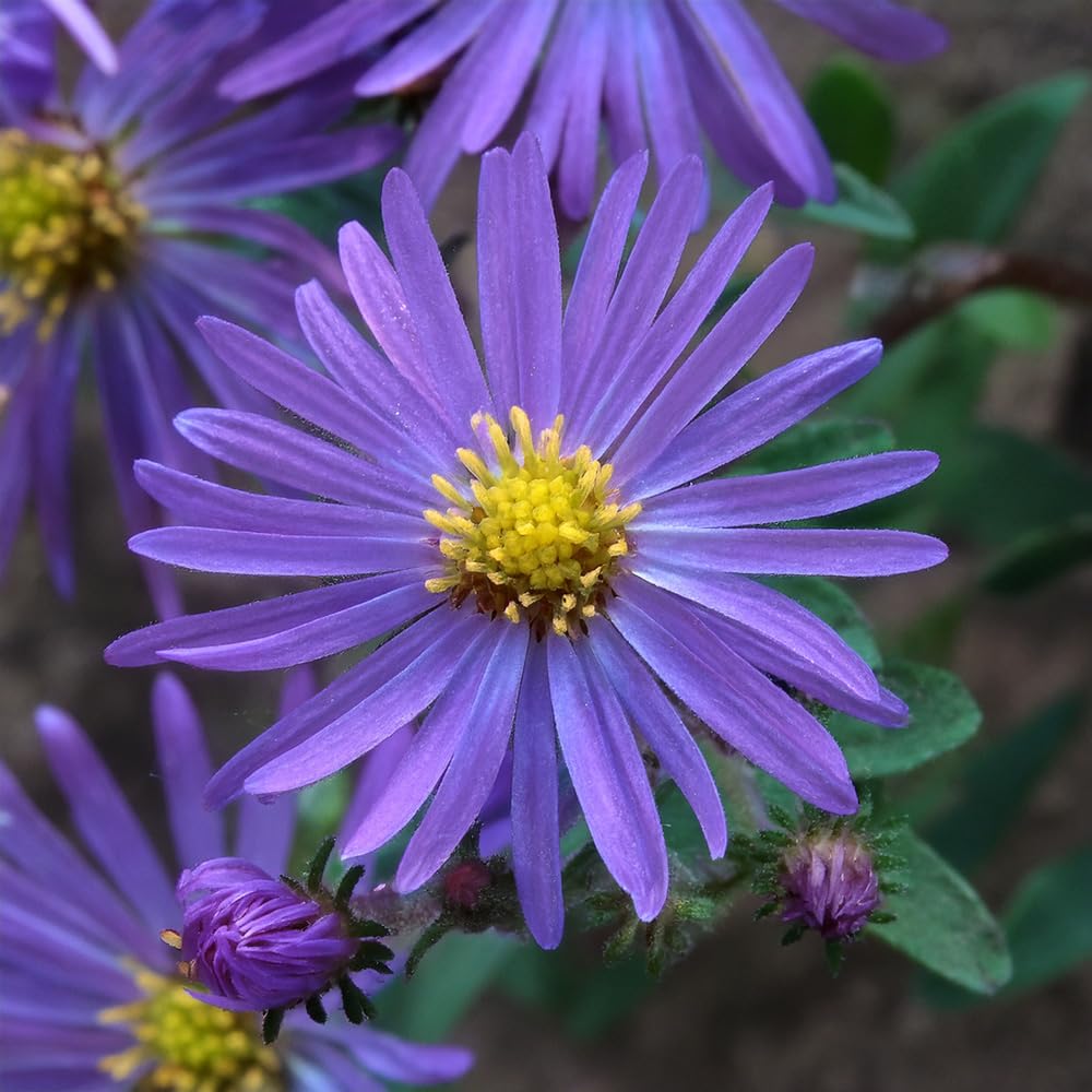 Aster 'Monch'. 2L Plant. Perennial Purple Flowers. Plants for pollinators. Available from Bedwen Plants