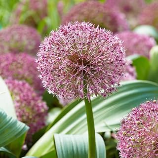 Red Giant Allium (Karataviense) Flower Bulb - Attracts Butterflies and Hummingbirds - Deer Resistant - Perennializing - Easy to Grow Live Plants - Outdoor Garden