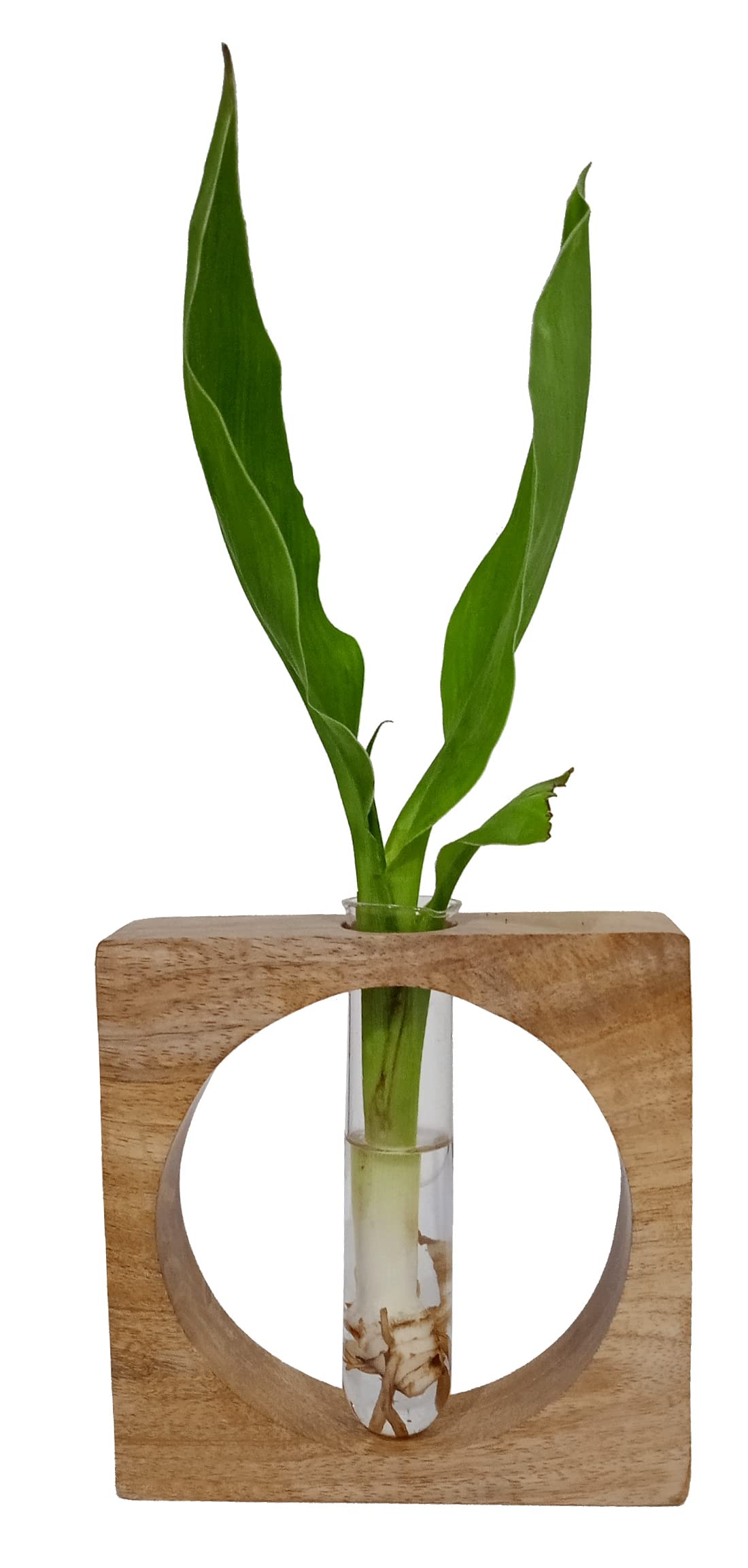 Purpledip Wooden Tabletop Planter For Indoor Outdoor Use: Unique Plant Vase Flower Pot With Supporting Tube (12630) - Image 2