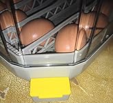 Review Image by FearNoT FearNoT