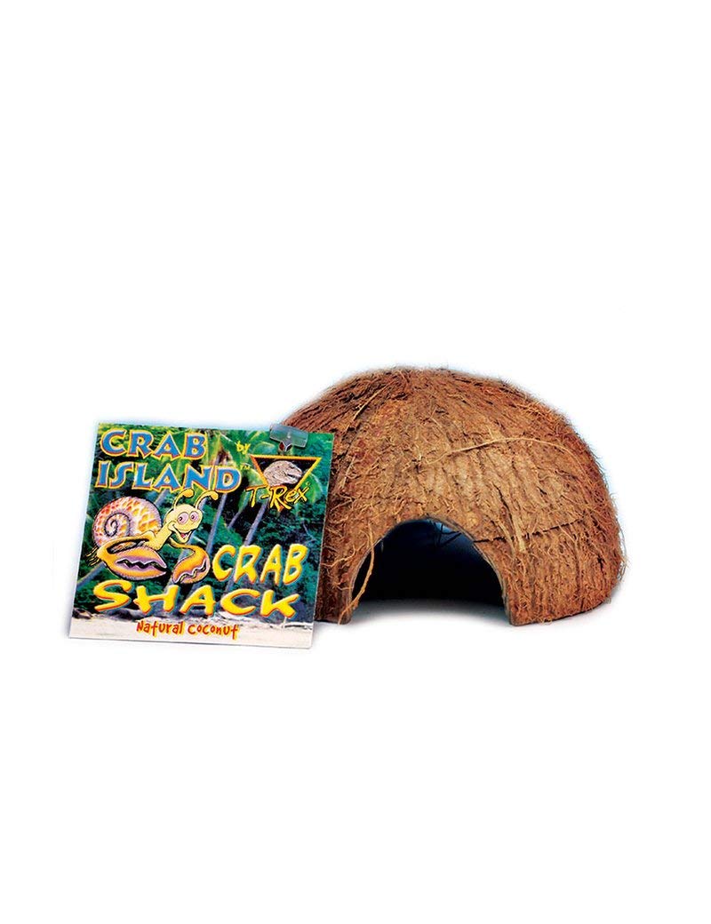 T-Rex Hermit Crab Accessory - Shack Décor