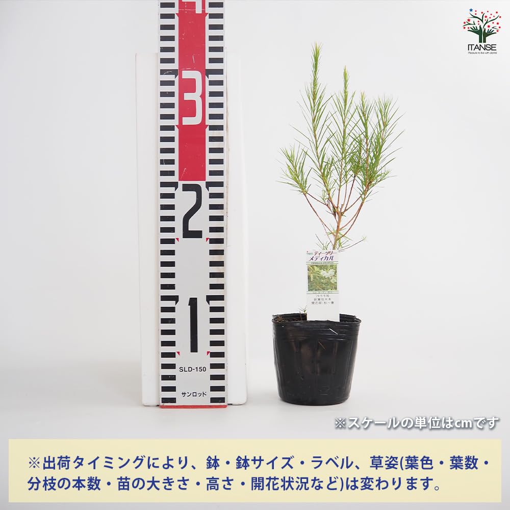 Amazon.co.jp: ITANSE メラレウカ メディカルティーツリー 3号 1