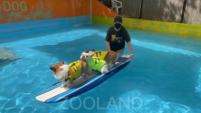 Giubbotto Salvagente Per Cani ZOOLAND - Regolabile, Riflettente E Super Galleggiante - Foto 9