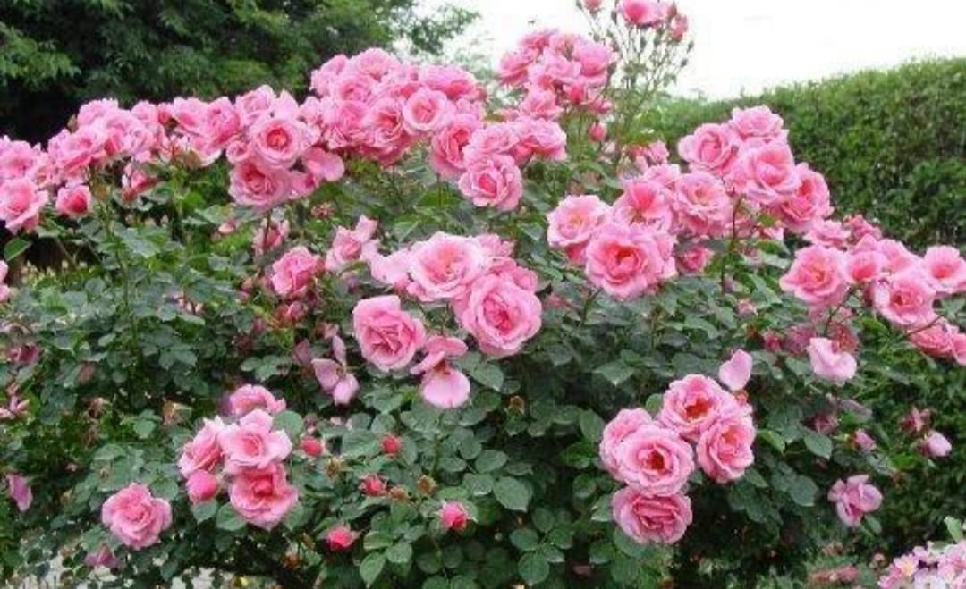 Balbasaur Live pink scented creeper rose Plant (B0B8623HYJ) Amazon Price History, Amazon Price Tracker